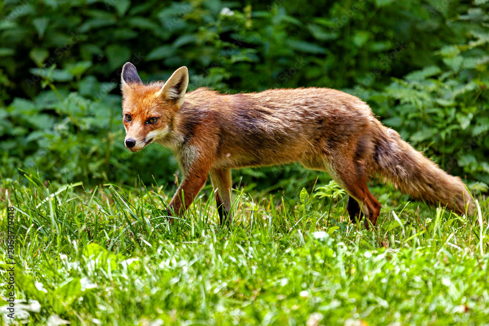 Fototapeta premium A red fox in Hainich, Thuringia (Vulpes vulpes)