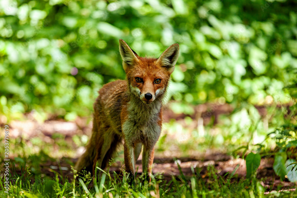 Fototapeta premium A red fox in Hainich, Thuringia (Vulpes vulpes)