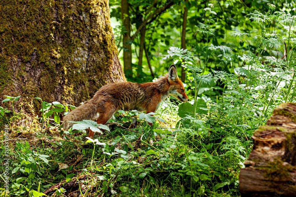 Fototapeta premium A red fox in Hainich, Thuringia (Vulpes vulpes)