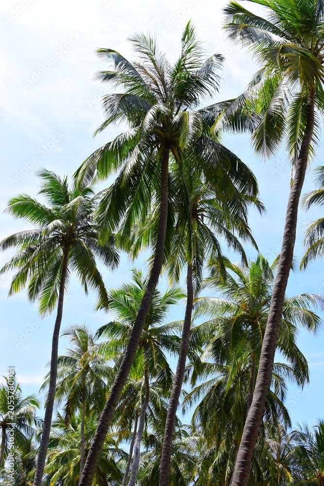 Fototapeta premium paradise, palm, blue, exotic, green, holiday, leaf, sky, tropical, beach, day, landscape, sea, summer, travel, tree, ocean, relax, coconut, vacation, background, beautiful, island, natural, sunny, tou
