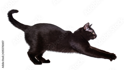 Black cat stretching its body and front legs forward