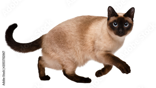 Siamese cat with blue eyes walking, light brown fur with dark points