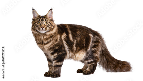 Canvas Print Maine Coon cat with tabby markings standing