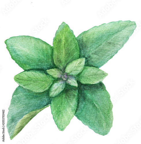 Watercolor Green Herb Leaves Botanical Clipart Hand Painted Isolated