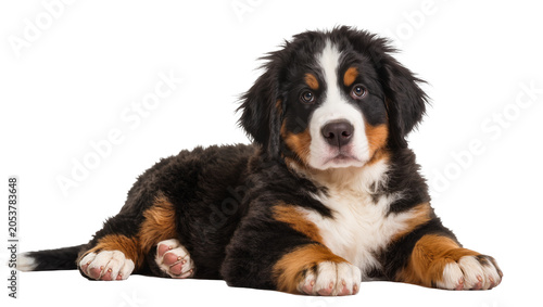 Fotografie Bernese Mountain Dog puppy lying down with fluffy fur