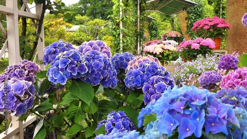 4k 　あしかがフラワーパークの紫陽花 逆パン