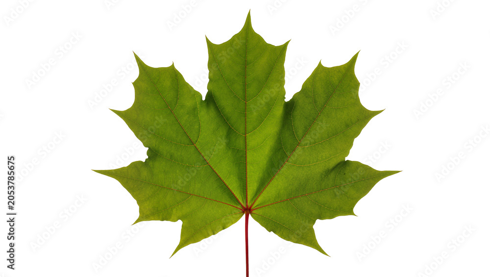 Fototapeta premium Green maple leaf with red stem