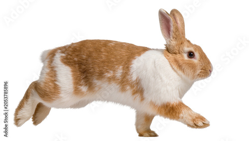 Brown and white rabbit running with ears up