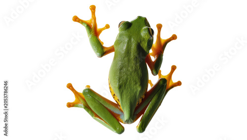 Obraz na plátne Green tree frog with orange feet clinging to surface