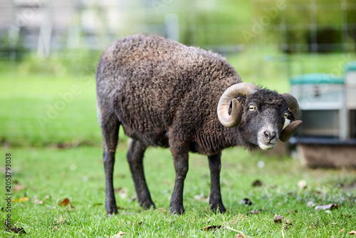 Φωτογραφία A curious dark ouessant ram with impressive curved horns stands alert in a vibrant green pasture, gazing directly at the viewer