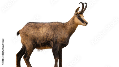 Bild auf Leinwand Chamois goat with curved horns standing profile view