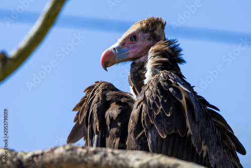 Fotografie portrait of a turkey vulture