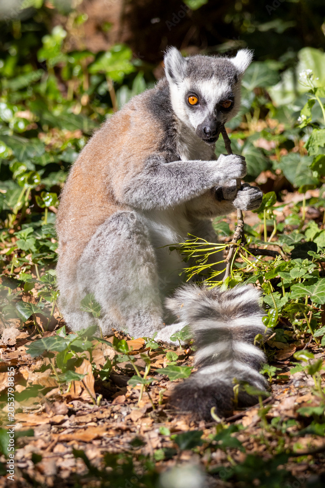 Fototapeta premium ring tailed lemur catta