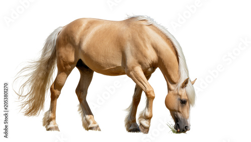 Foto Palomino horse grazing on grass with white mane and tail