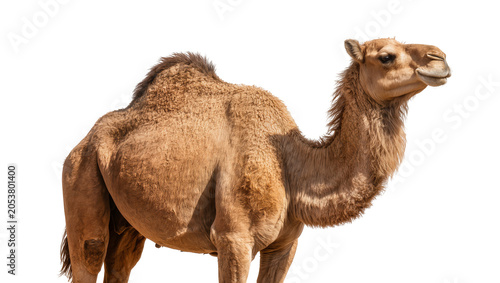 Canvas-taulu Dromedary camel with one hump tan fur, standing profile view