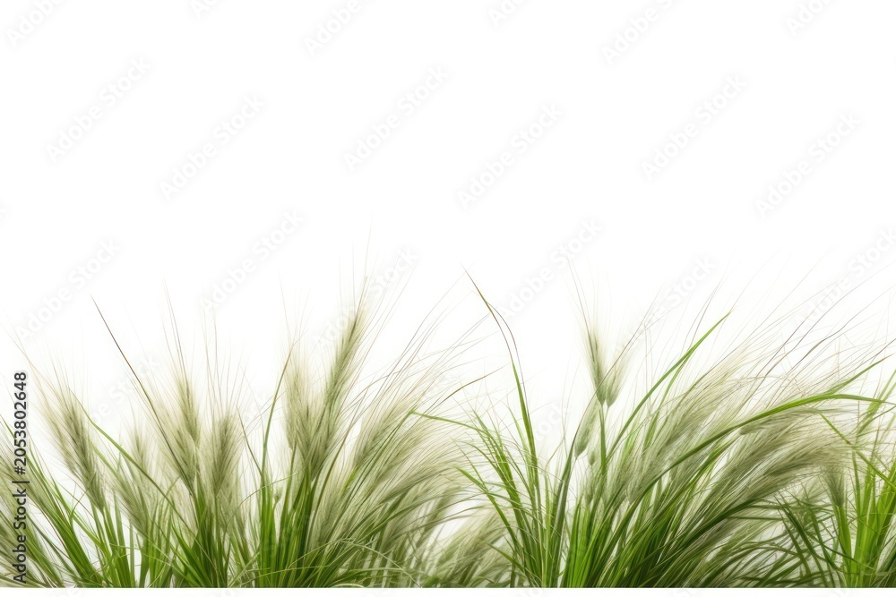 Fototapeta premium Wild grass backgrounds plant green.