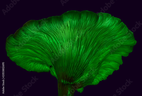 Bioluminescence Ghost mushroom, Ghost Fungus at night - Omphalotus nidiformis - bioluminescent, poisonous fungus found in NSW, Australia