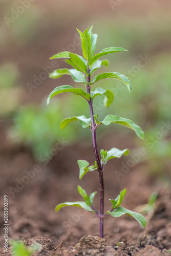 The image shows mint plants being planted in agricultural fields with the arrival of spring.