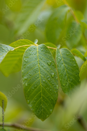 Water droplets on walnut leaves after rain