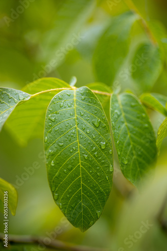 Water droplets on walnut leaves after rain