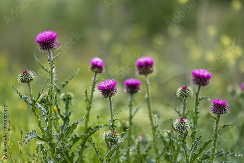 A picture of Silybum marianum plant growing with the arrival of spring.