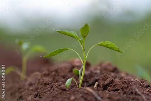 Planting and growing pepper seedlings in the soil that is tilled with the arrival of spring.