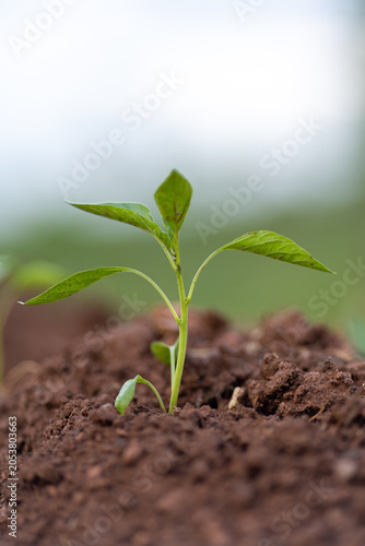 Planting and growing pepper seedlings in the soil that is tilled with the arrival of spring.