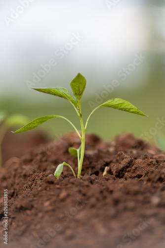 Planting and growing pepper seedlings in the soil that is tilled with the arrival of spring.