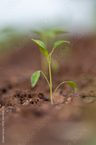 Planting and growing pepper seedlings in the soil that is tilled with the arrival of spring.
