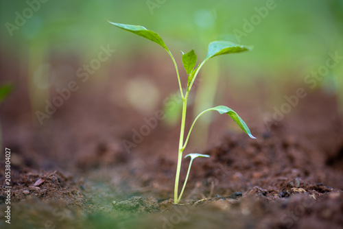 Planting and growing pepper seedlings in the soil that is tilled with the arrival of spring.