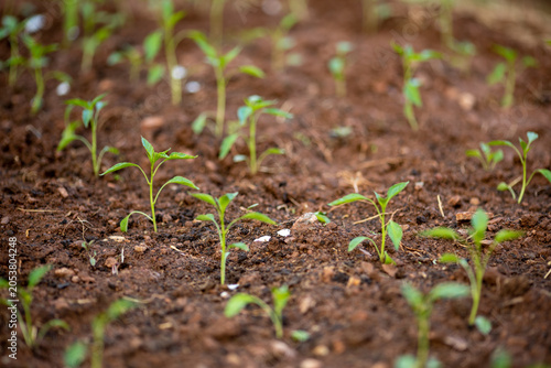 Planting and growing pepper seedlings in the soil that is tilled with the arrival of spring.