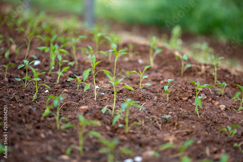 Planting and growing pepper seedlings in the soil that is tilled with the arrival of spring.