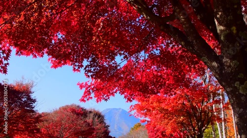 秋の紅葉越しに見る富士山