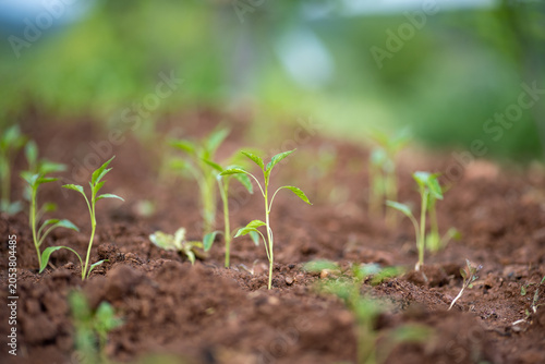 Planting and growing pepper seedlings in the soil that is tilled with the arrival of spring.