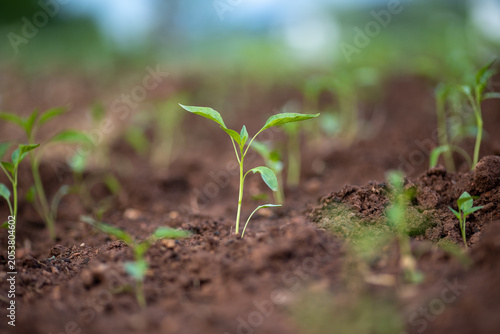 Planting and growing pepper seedlings in the soil that is tilled with the arrival of spring.