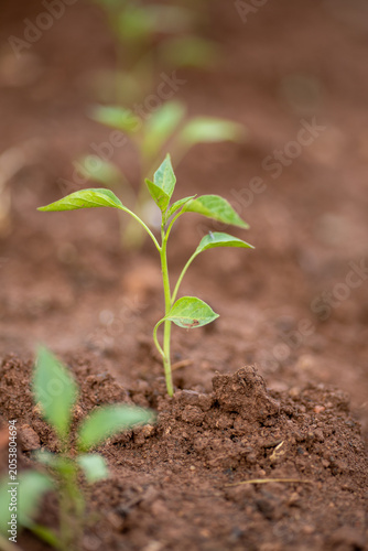 Planting and growing pepper seedlings in the soil that is tilled with the arrival of spring.