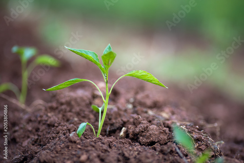 Planting and growing pepper seedlings in the soil that is tilled with the arrival of spring.