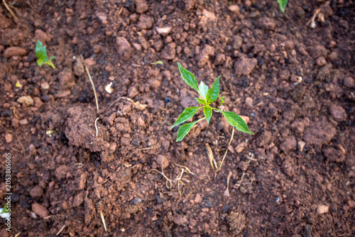 Planting and growing pepper seedlings in the soil that is tilled with the arrival of spring.