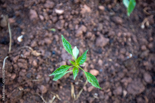 Planting and growing pepper seedlings in the soil that is tilled with the arrival of spring.