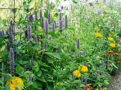 Foto A group of Anise Hyssop, Agastache foeniculum, herbaceous perennial plant, and p