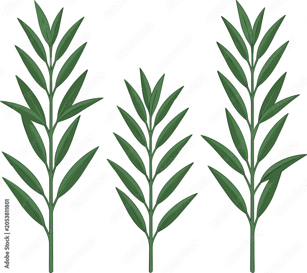 Fototapeta premium Green olive branches and rosemary sprigs collection set with fresh aromatic leaves isolated on white background vector