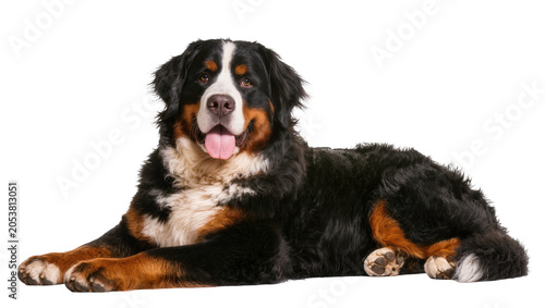 Photography Bernese Mountain Dog lying down with tongue out