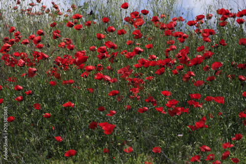 Red poppy flower blooming in the green field during spring season.