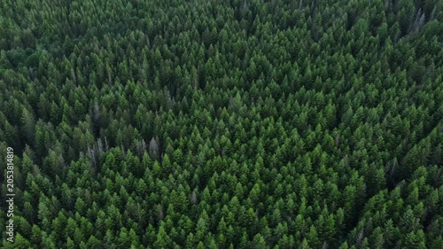 Aerial top down view of majestic spruce forest in evening golden hour. Drone shot flying over tree tops during warm sunset or sunrise. Branches move freely in wind. Nature background