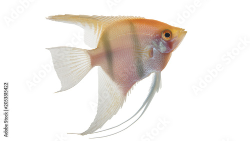 Fotografija Orange and white angelfish with dark vertical stripes