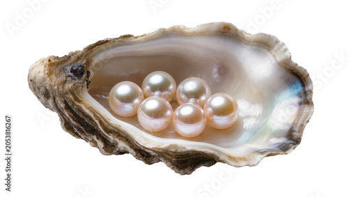 Schilderij op canvas Oyster shell with six lustrous pearls