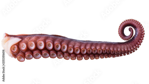Foto Octopus tentacle with suction cups, curled end