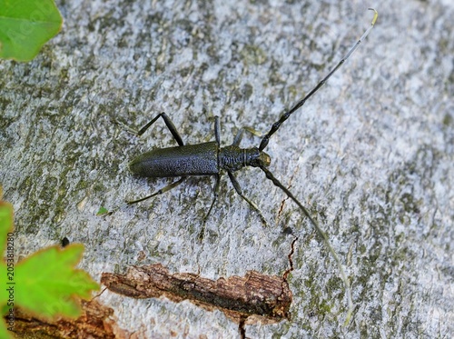 Kleiner Eichenbock (Cerambyx scopolii) im Lainzer Tiergarten