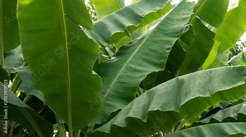 Lush green banana leaves with prominent veins in a tropical garden, vibrant and healthy foliage close-up