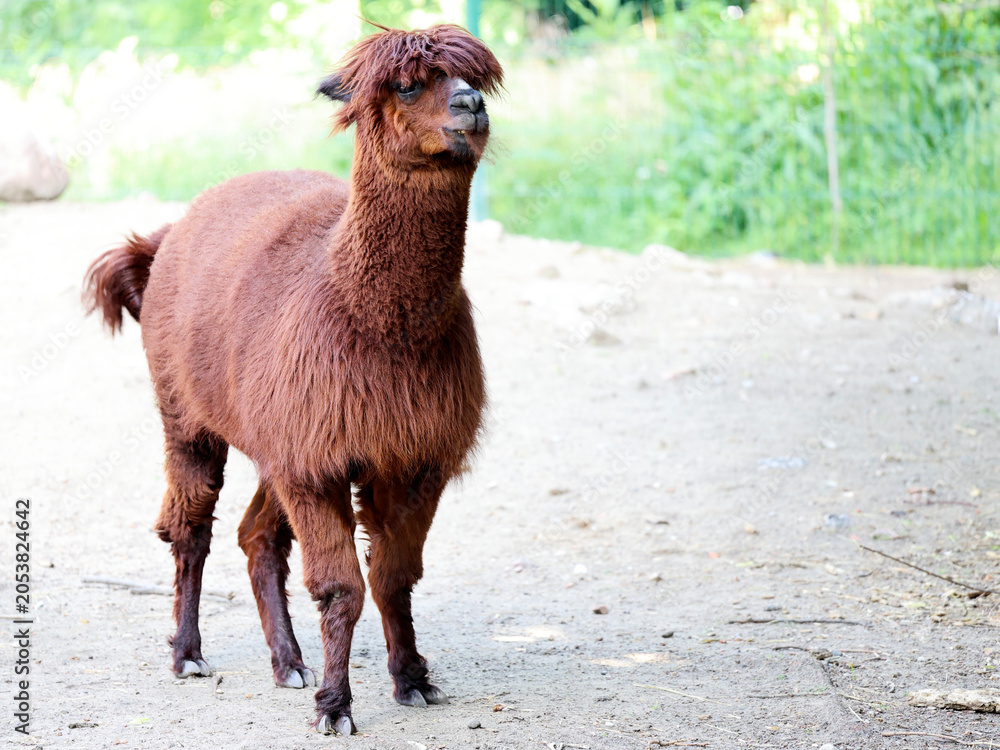 Fototapeta premium Alpaca in a clearing